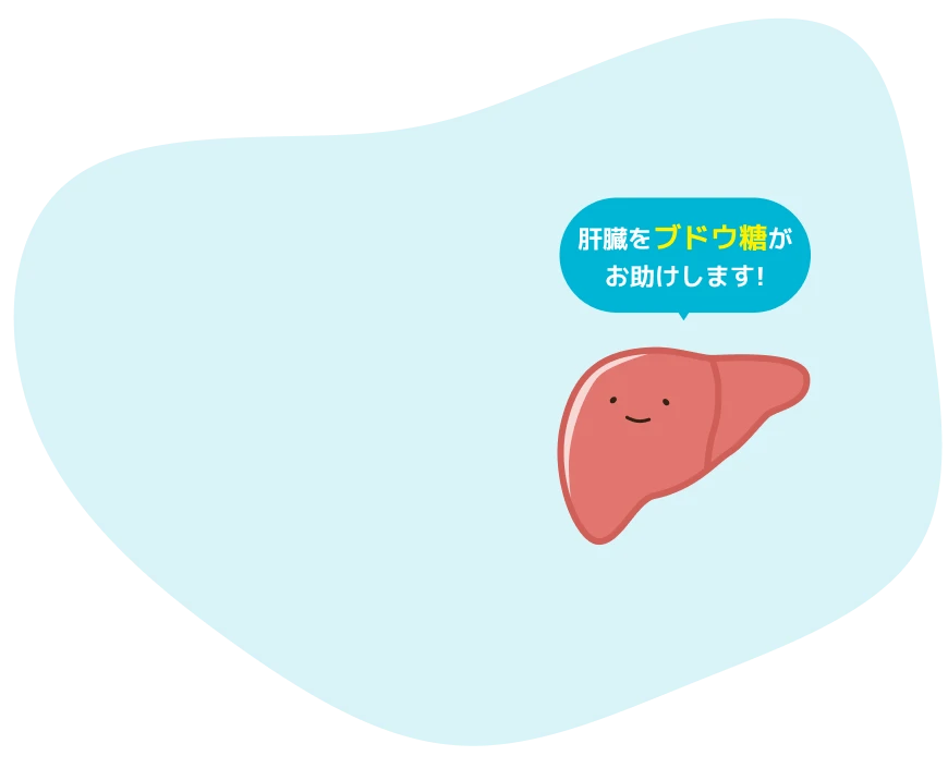 肝臓をブドウ糖がお助けします!